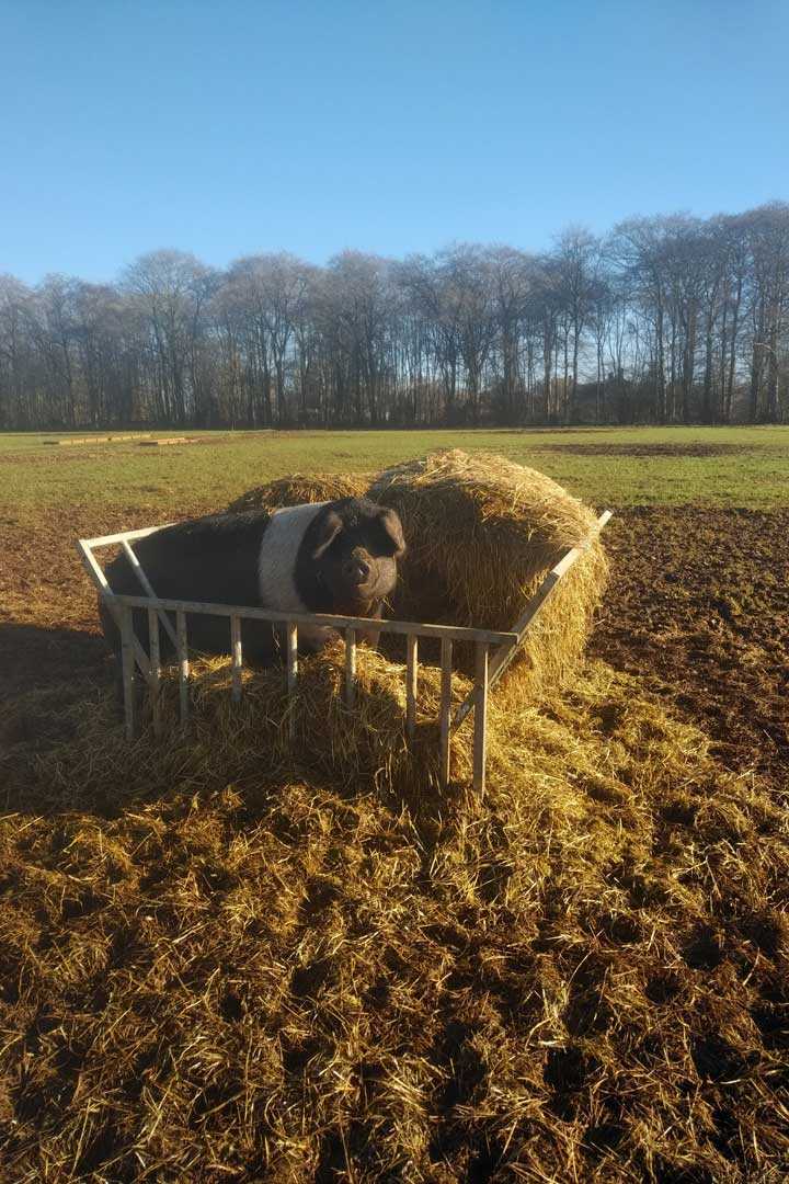 Sows eating hay bales
