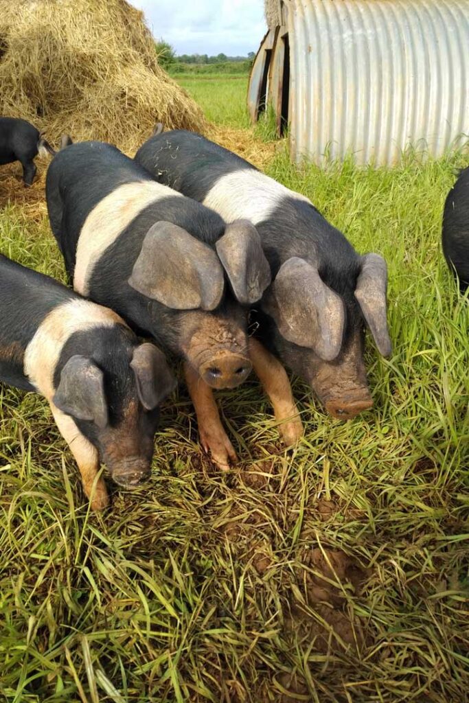 Group of saddleback sows and their piglets
