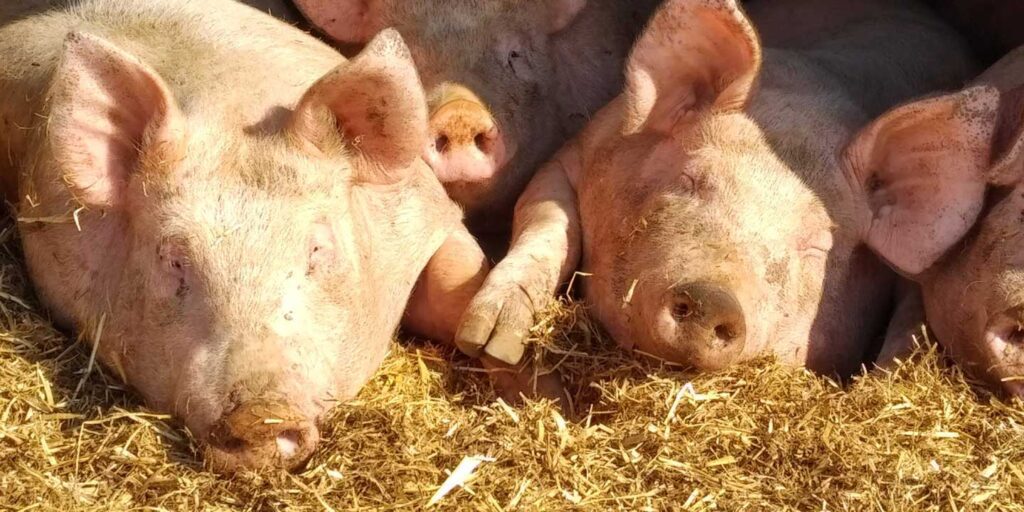 Pig sows sleeping in pen